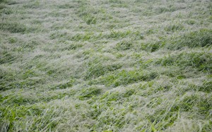 Plat gras na regen en windvlaag
